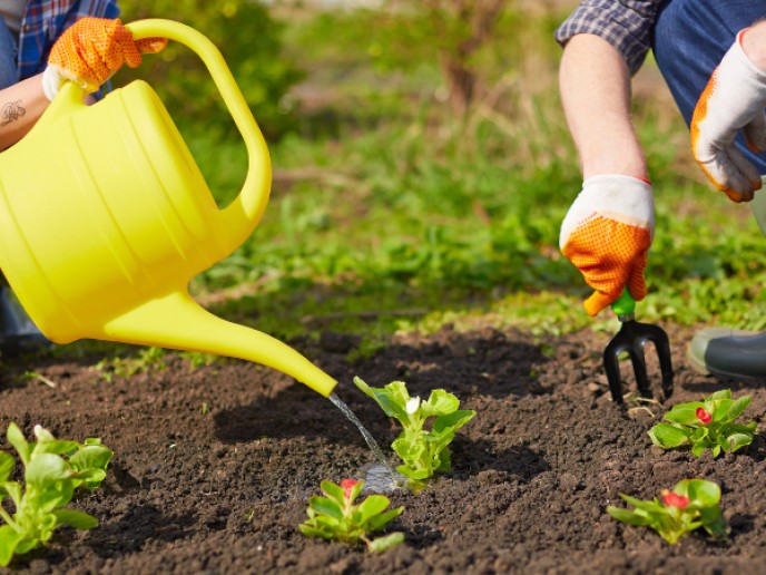 Twee mensen aan het tuinieren, geven planten water.